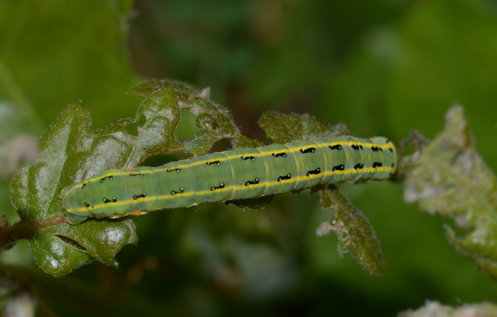 Bruco da identificare - Xylena exsoleta, Noctuidae