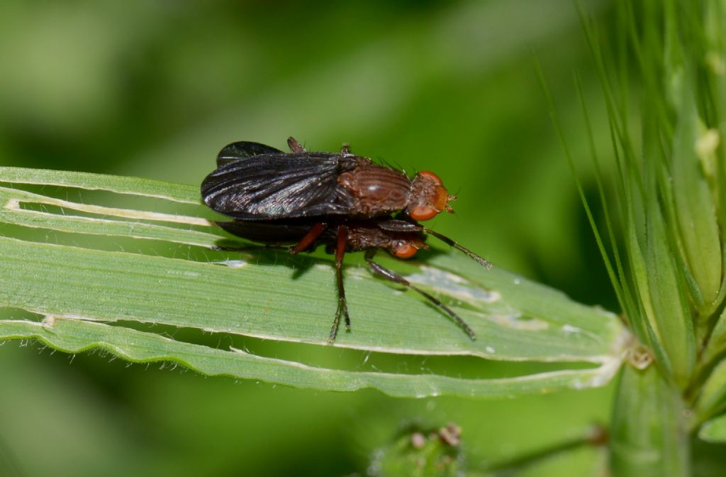 Pelidnoptera nigripennis (Sciomyzidae)
