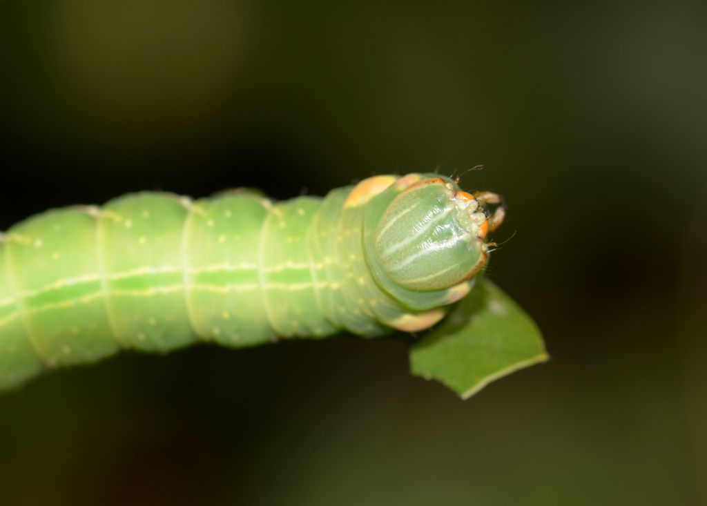 bruco verde: Peridea anceps, Notodontidae
