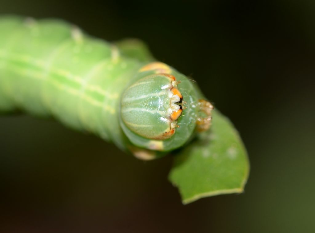 bruco verde: Peridea anceps, Notodontidae