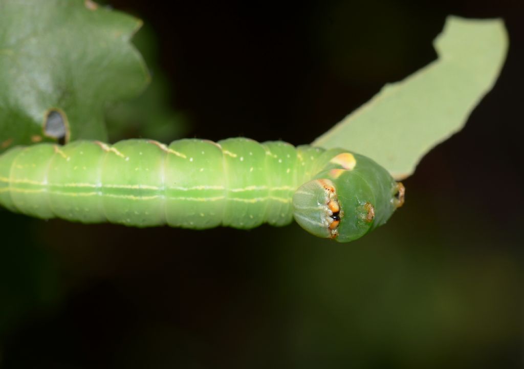 bruco verde: Peridea anceps, Notodontidae