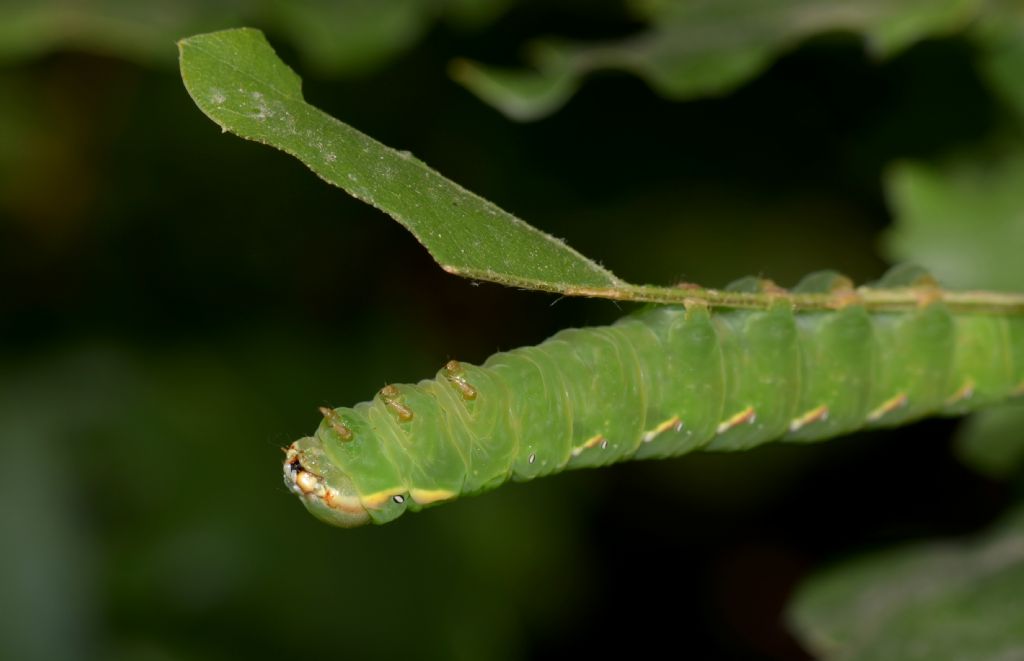 bruco verde: Peridea anceps, Notodontidae