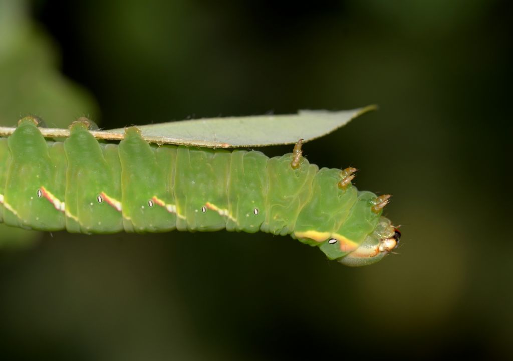 bruco verde: Peridea anceps, Notodontidae