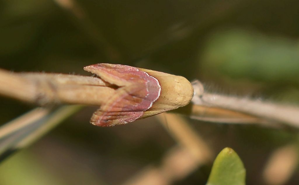 Erebidae da identificare -  Eublemma parva