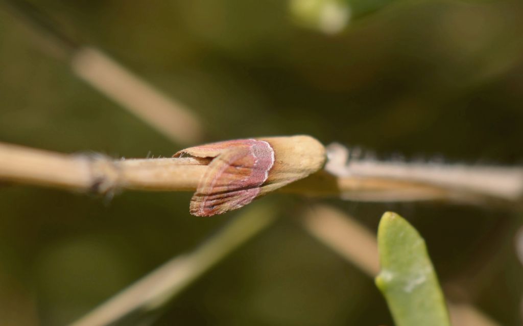 Erebidae da identificare -  Eublemma parva