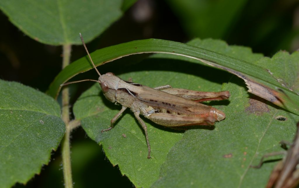 Acrididae: Gomphocerippus rufus ♂♀