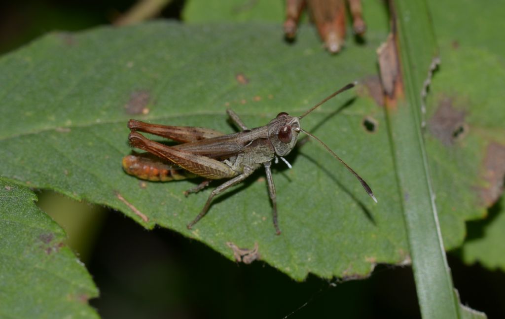 Acrididae: Gomphocerippus rufus ♂♀