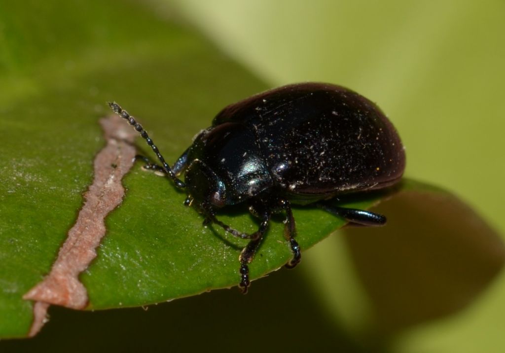 Chrysomelidae: Chrysolina sp.