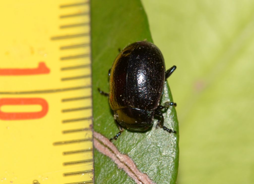 Chrysomelidae: Chrysolina sp.