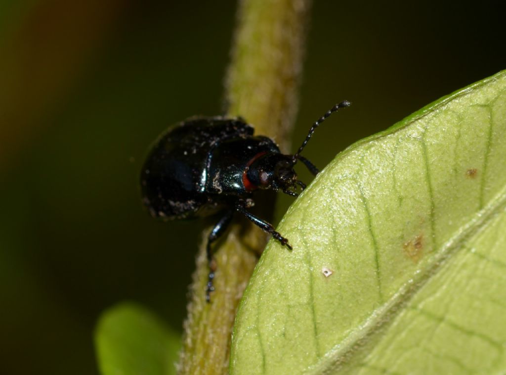 Chrysomelidae: Chrysolina sp.