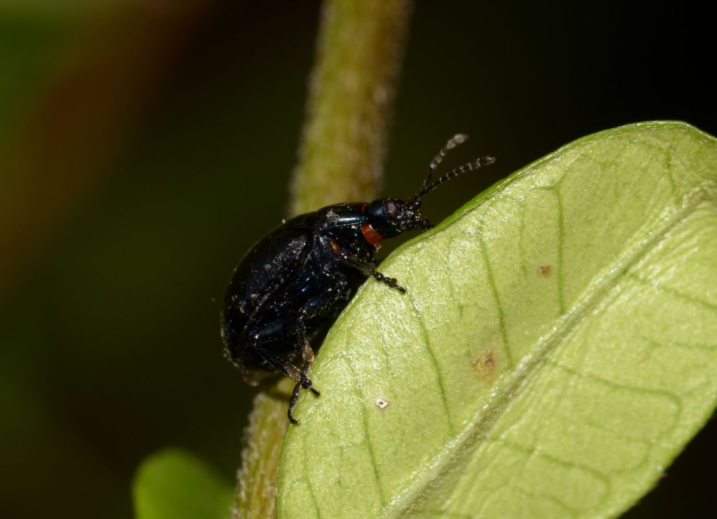 Chrysomelidae: Chrysolina sp.