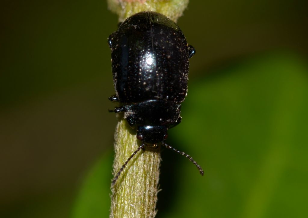 Chrysomelidae: Chrysolina sp.