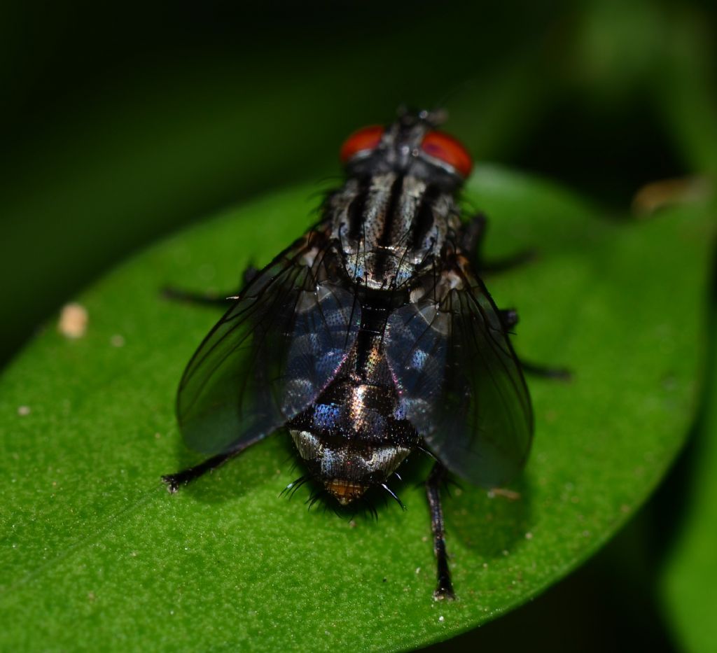 Sarcophagidae? Si, Sarcophaga sp.