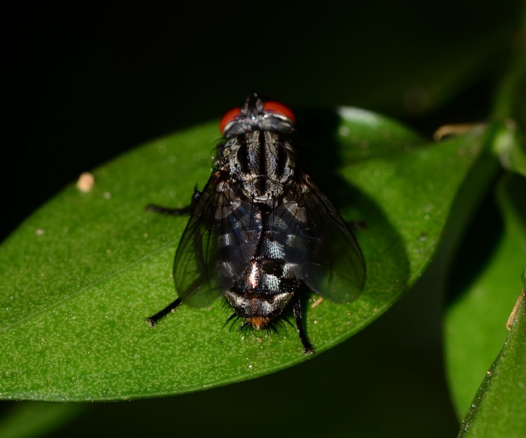 Sarcophagidae? Si, Sarcophaga sp.