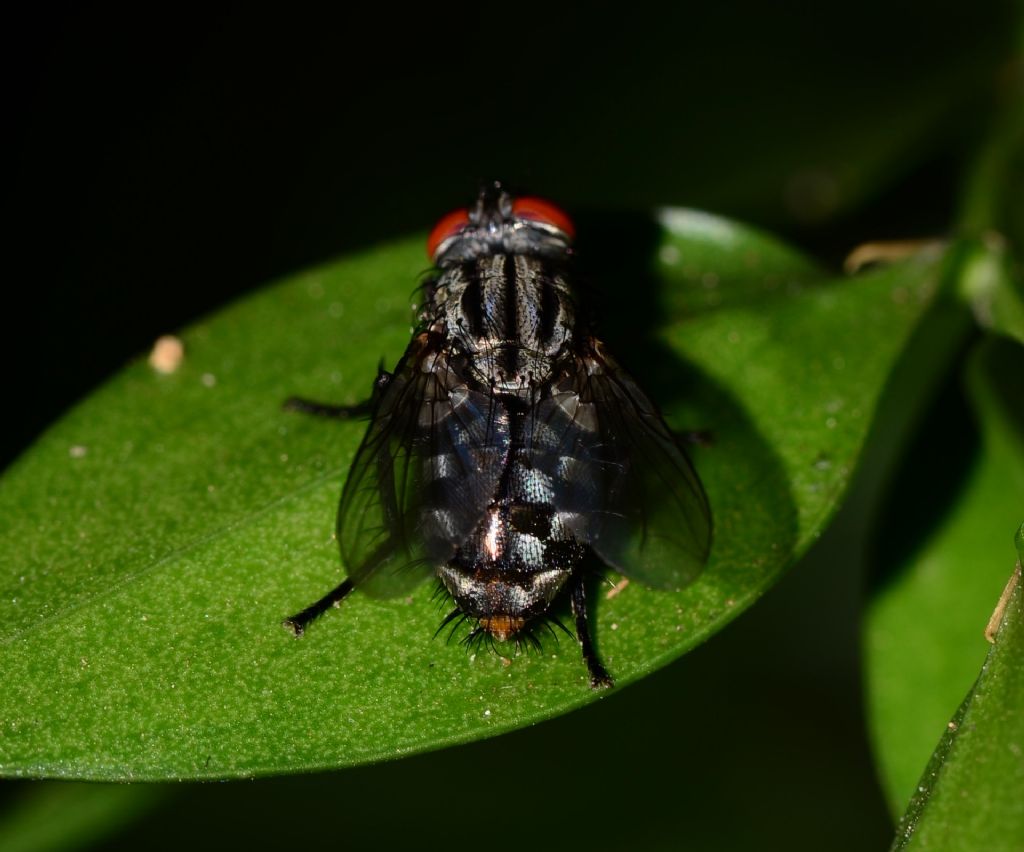 Sarcophagidae? Si, Sarcophaga sp.