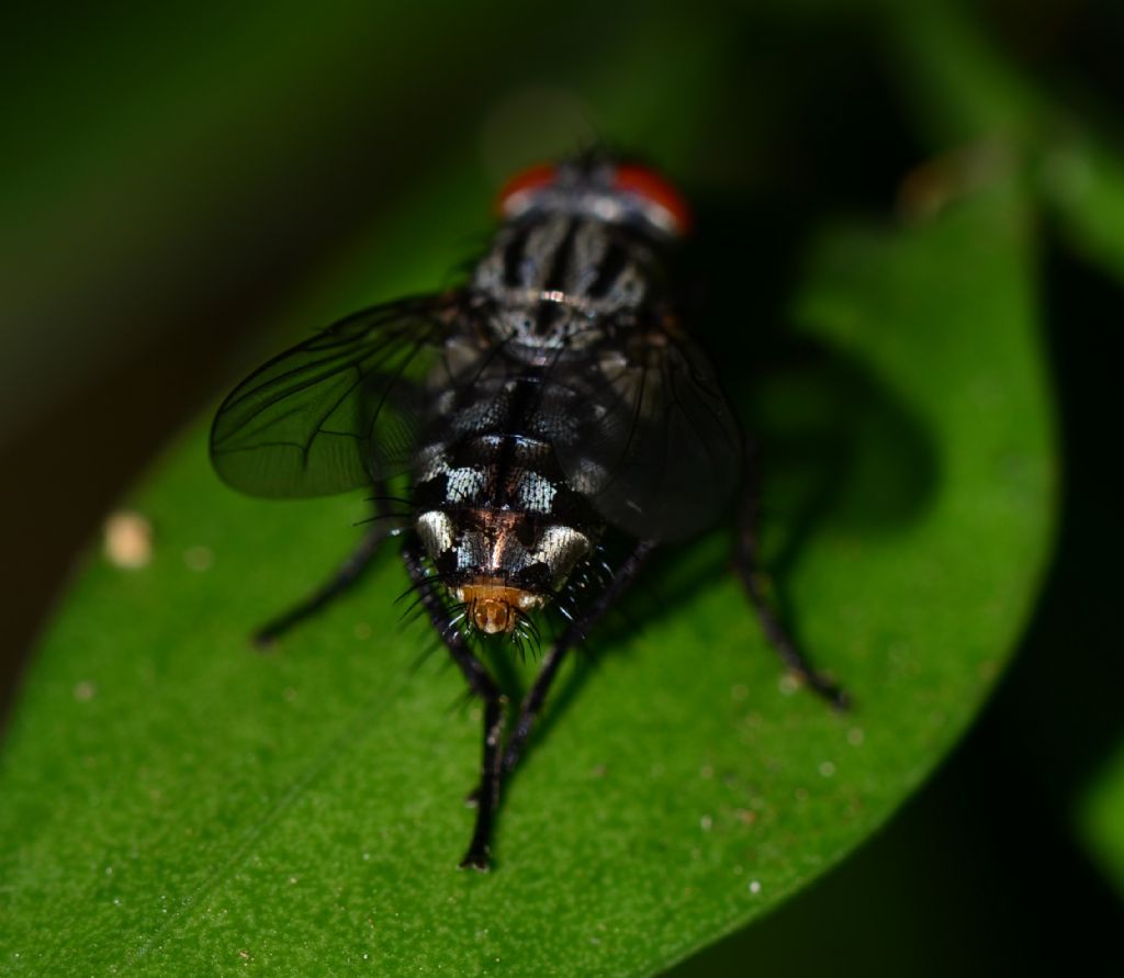 Sarcophagidae? Si, Sarcophaga sp.