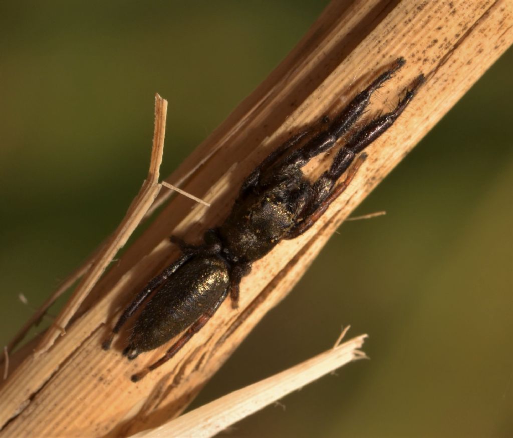 Gnaphosidae? No, Salticidae: Mendoza canestrinii, maschio - Grosseto