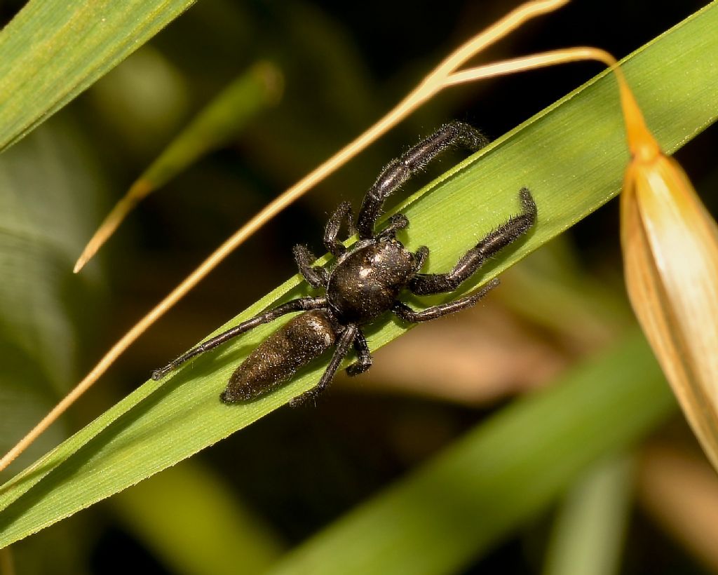 Gnaphosidae? No, Salticidae: Mendoza canestrinii, maschio - Grosseto