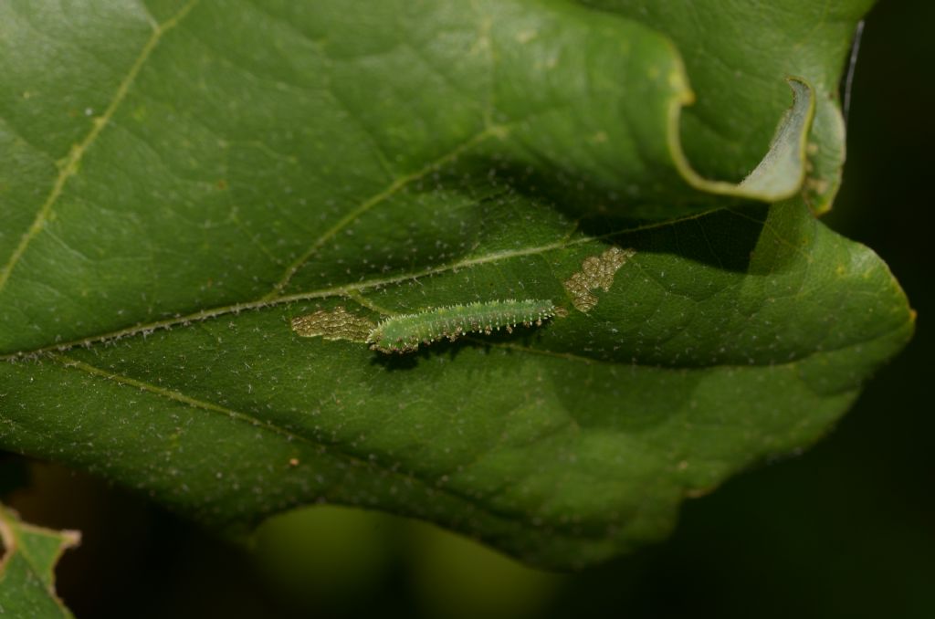 Larva da ID.
