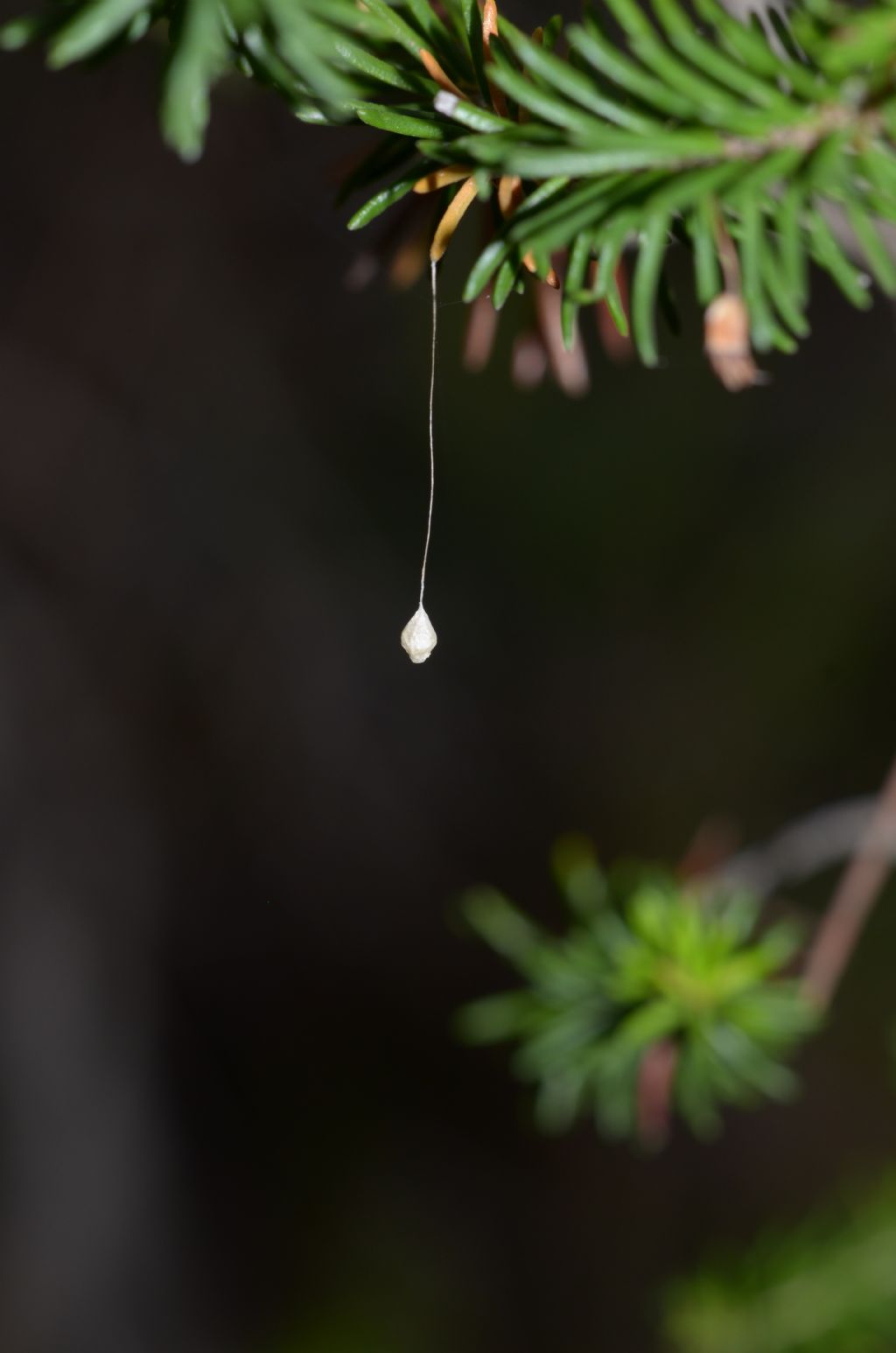 Ovisacco?  S, di Theridiosoma gemmosum - Marina Alberese (GR)