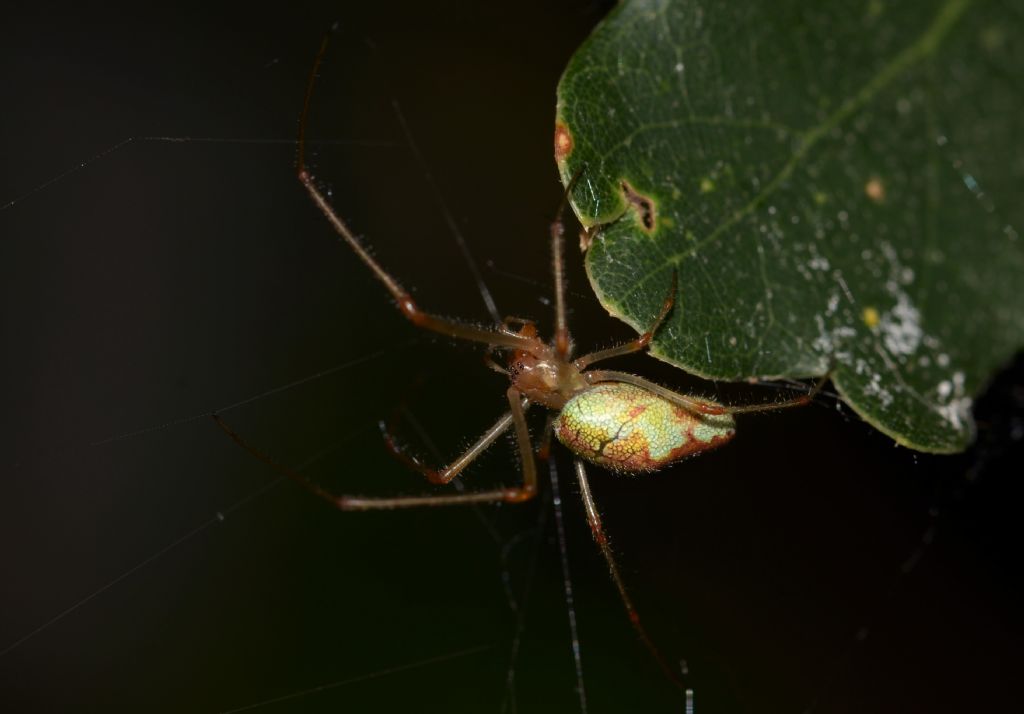 Tetragnathidae da ID.