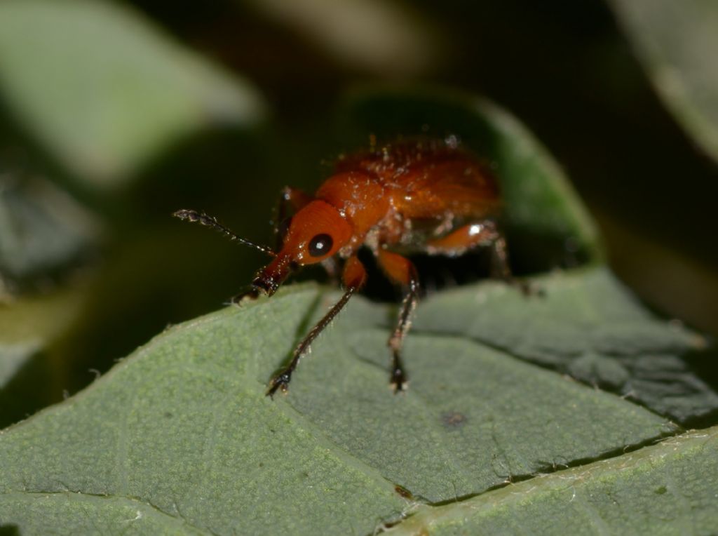 Rhynchitidae: Lasiorhynchites praeustus