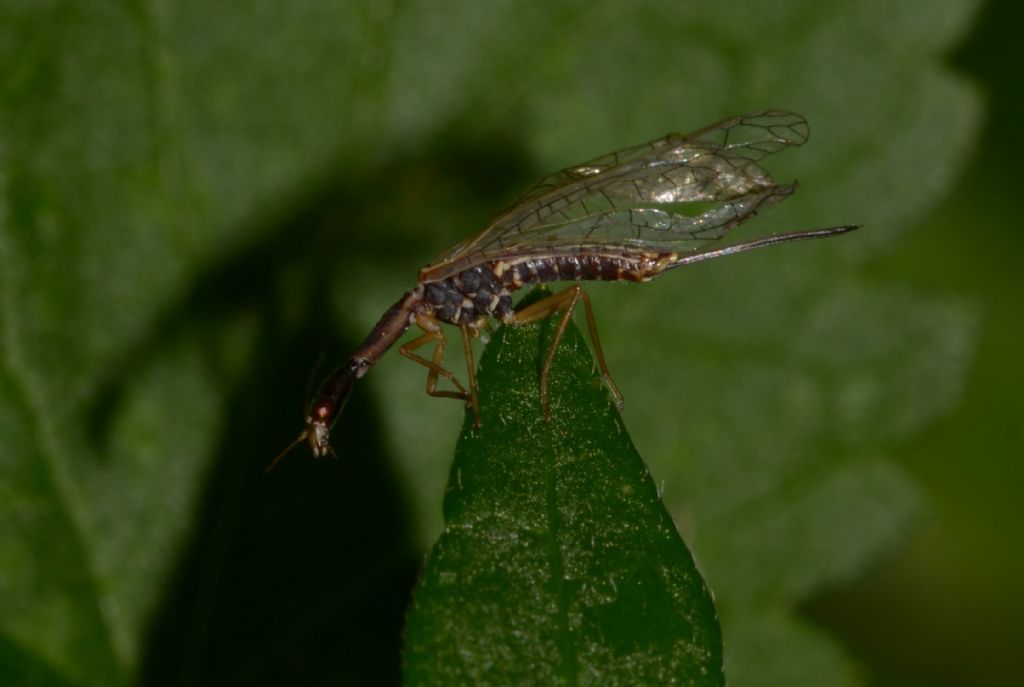 Raphidiidae : genere non det. (Ornatoraphidia? Xanthostigma?...)