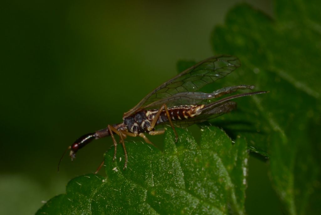 Raphidiidae : genere non det. (Ornatoraphidia? Xanthostigma?...)