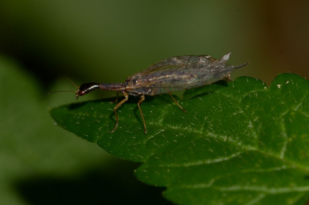 Raphidiidae : genere non det. (Ornatoraphidia? Xanthostigma?...)