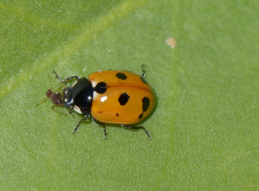 Coccinella magnifica? No, Coccinella undecimpunctata