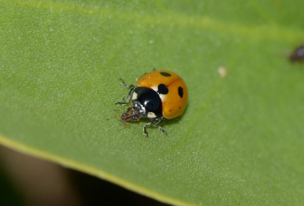 Coccinella magnifica? No, Coccinella undecimpunctata