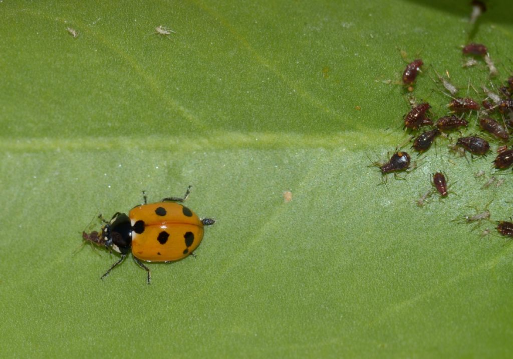 Coccinella magnifica? No, Coccinella undecimpunctata