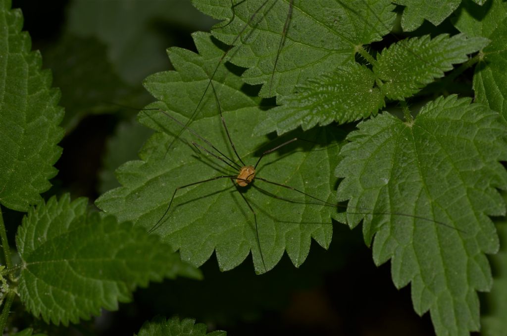 Opilio canestrini, maschio (Phalangiidae)