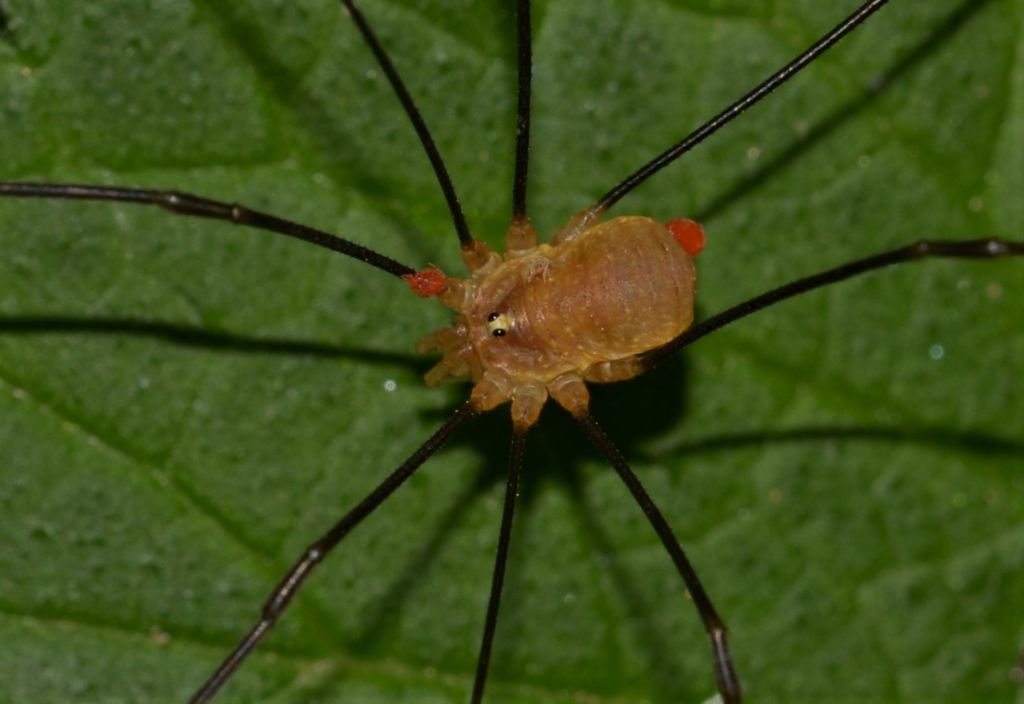 Opilio canestrini, maschio (Phalangiidae)