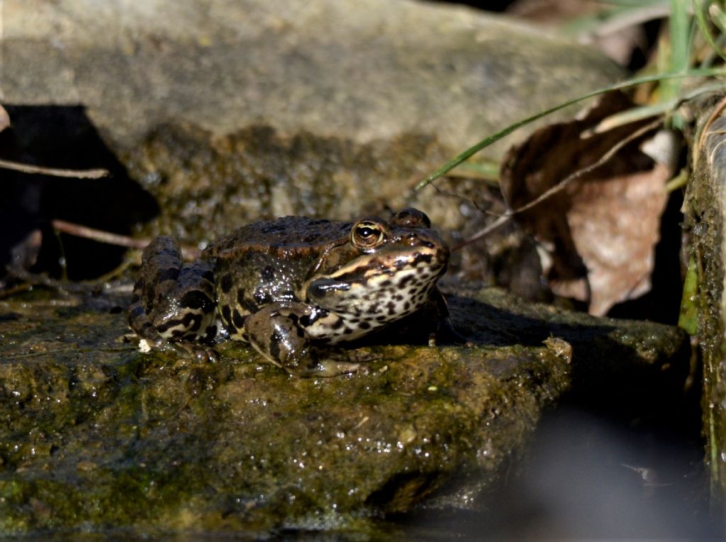 Rana da ID. - Pelophylax sp. (FI)