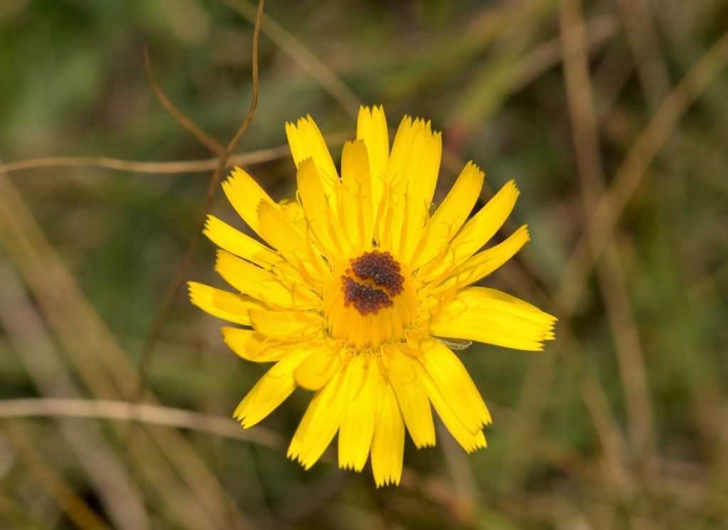 Asteraceae: Leontodon hispidus (cfr.)