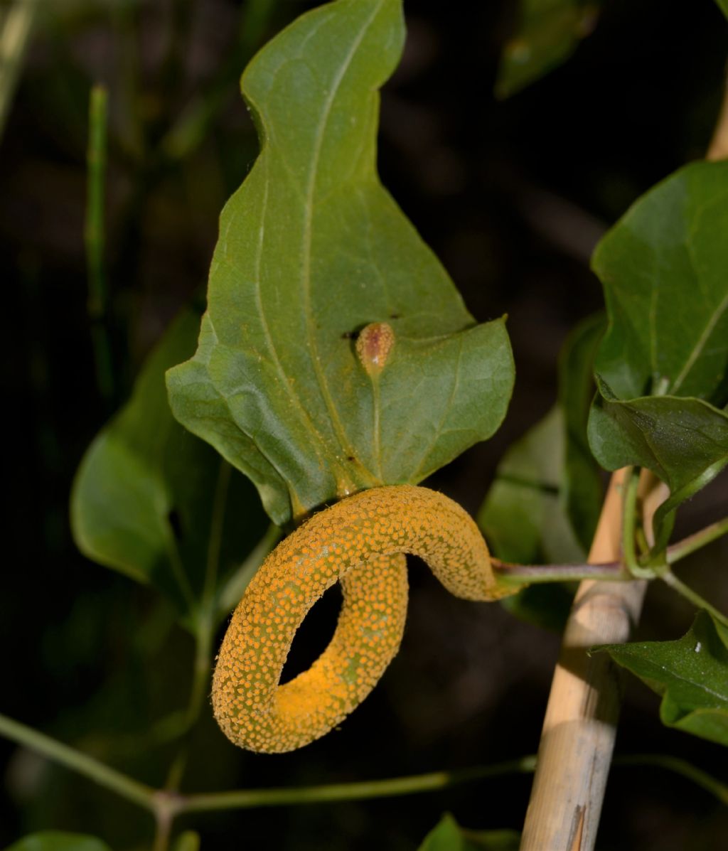 Galla da ID: galla di fungo Puccinia alnetorum