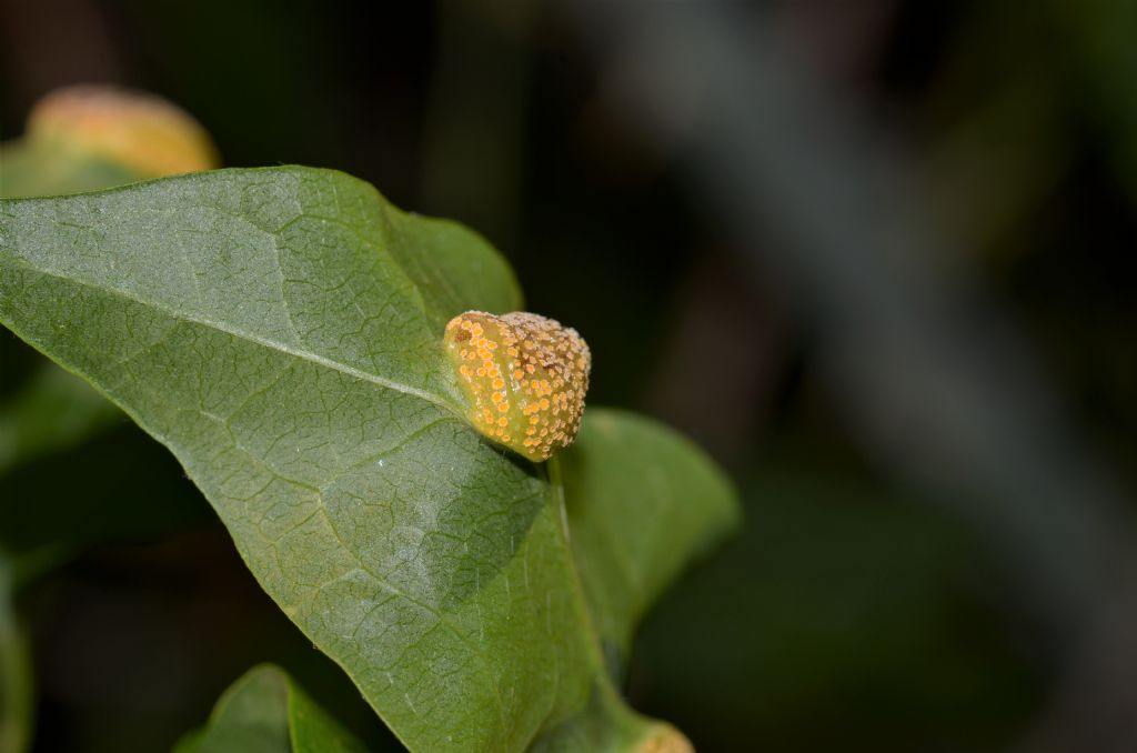 Galla da ID: galla di fungo Puccinia alnetorum