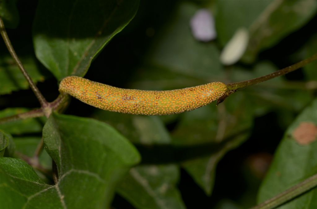 Galla da ID: galla di fungo Puccinia alnetorum