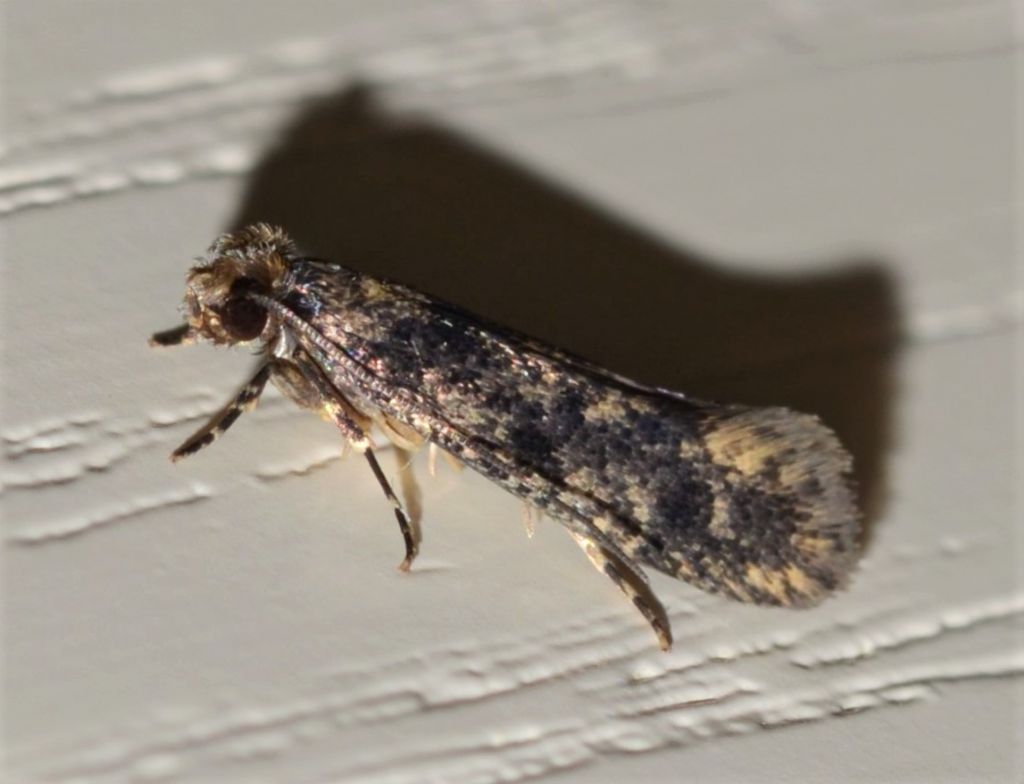 Tineidae sp.