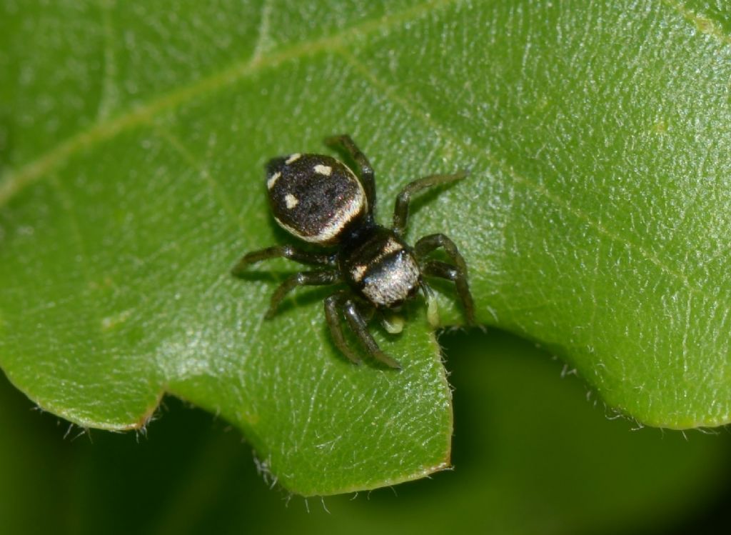 Heliophanus sp. - Grosseto