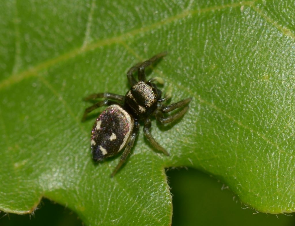 Heliophanus sp. - Grosseto