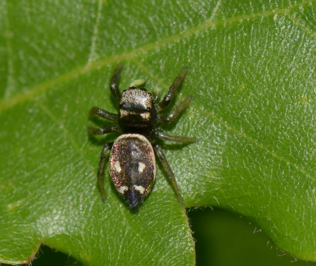 Heliophanus sp. - Grosseto