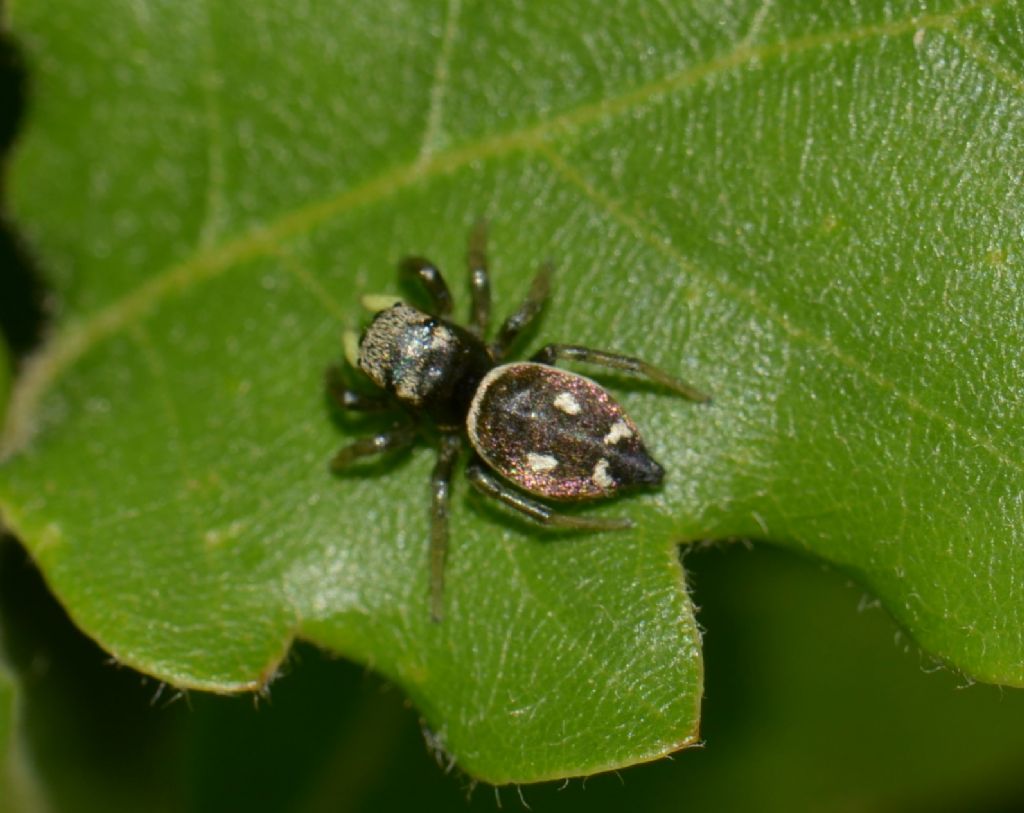 Heliophanus sp. - Grosseto