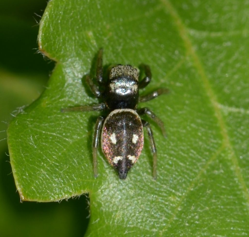 Heliophanus sp. - Grosseto