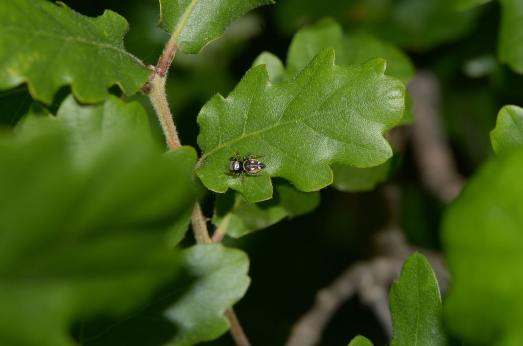 Heliophanus sp. - Grosseto