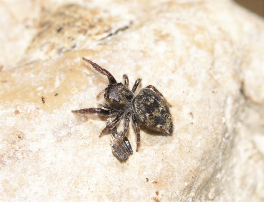 Salticidae: Bianor albobimaculatus - Grosseto
