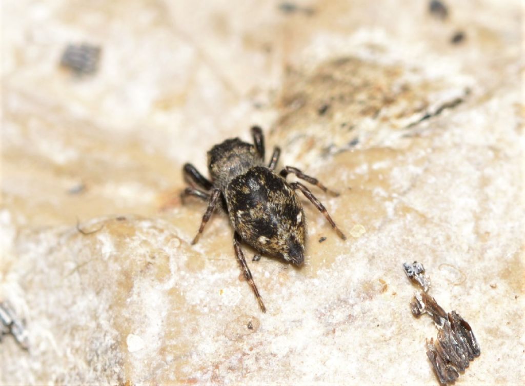 Salticidae: Bianor albobimaculatus - Grosseto