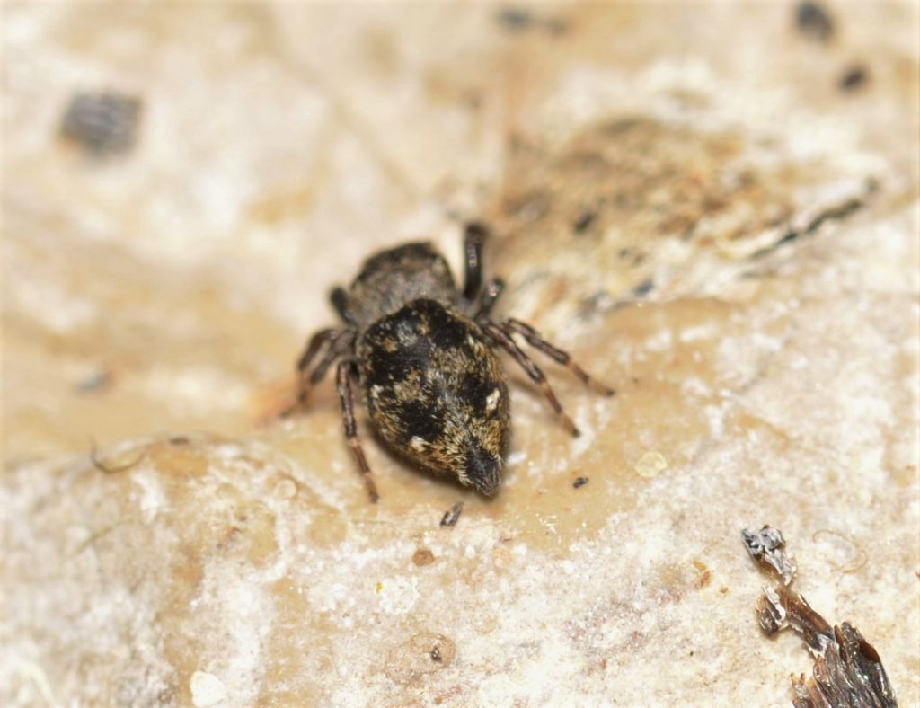 Salticidae: Bianor albobimaculatus - Grosseto
