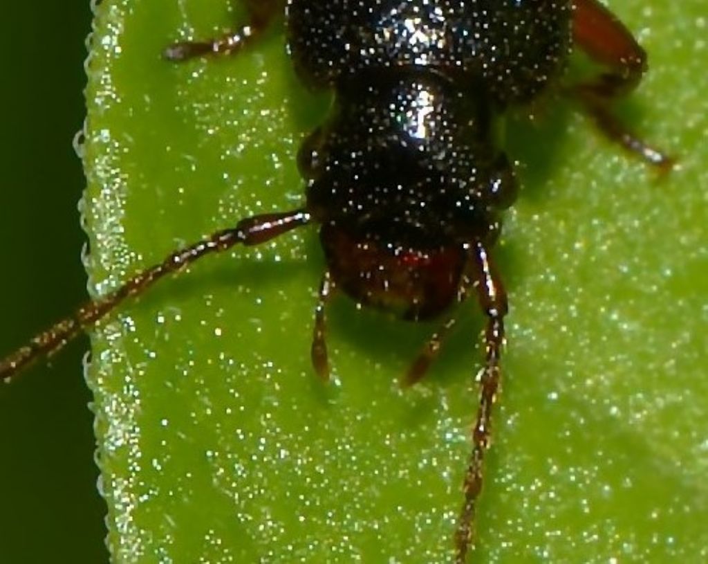 Carabidae: Tschitscherinellus?  No, Carterus sp.